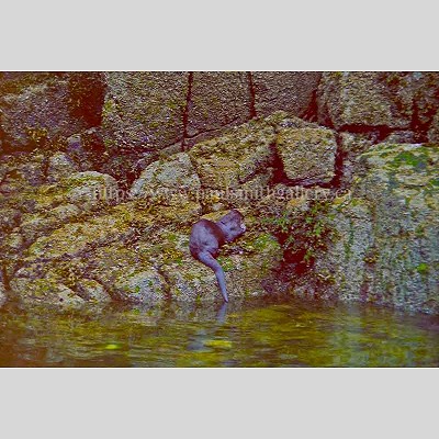 River Otter Wildlife Photograph